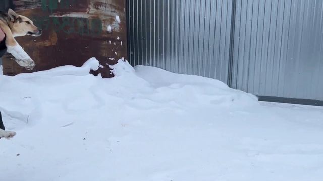 Нам привезли собачку - Часть 2 ? смотреть онлайн