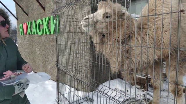5.2.21 Зооферма Шихово, верблюд Маша смотреть онлайн