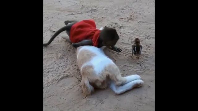 Эти забавные животные смотреть онлайн