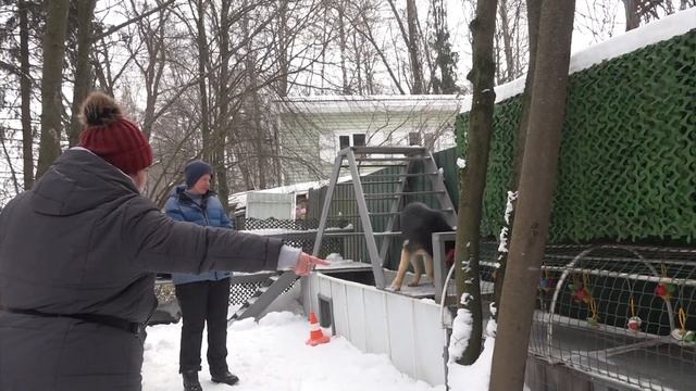 Догтренинг 579. Восточно-европейская овчарка Волга - полное доверие вожаку смотреть онлайн