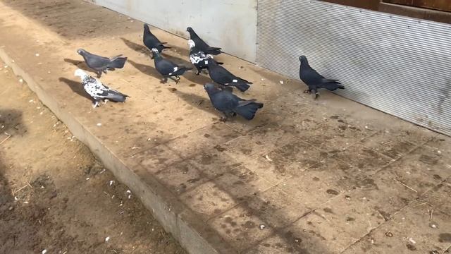 Широкохвостые Бакинцы Баку, Bakina Tauben Deutschland/Germany, Baku Pigeon’s 2022