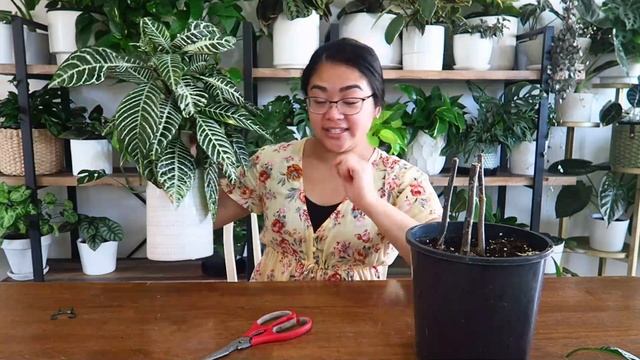 How to Propagate a Zebra Plant (Aphelandra Squarrosa) смотреть онлайн