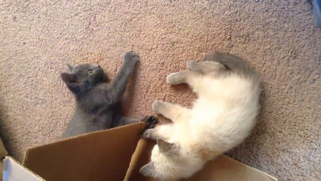Minni and little man смотреть онлайн