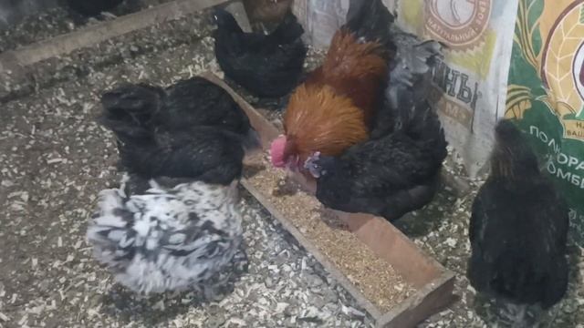 Вечерние кормление несушек. Волчонок во дворе. смотреть онлайн