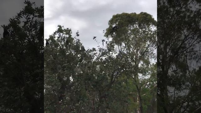 Black cockatoo, Australia. Чёрные какаду в Австралии. смотреть онлайн