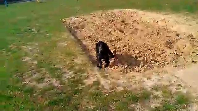 VID 20150413 092249 (apostol554) смотреть онлайн