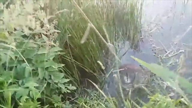 Рыбалка на Ильинке. Что удалось поймать! смотреть онлайн