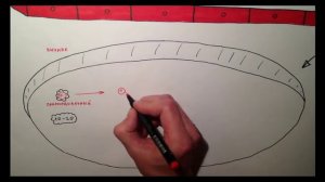 Менструальный цикл 1/2