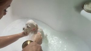 ПЕРВОЕ МЫТЬЁ МАЛЬТИЙСКОЙ БОЛОНКИ! НАМ ТРИ МЕСЯЦА,ФОРМИРУЕТСЯ ХАРАКТЕР🐶