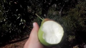 ГРУША ЛЕТНЯЯ СОРТ КУПАЛА (84-10) // (PEAR SUMMER KUPALA)