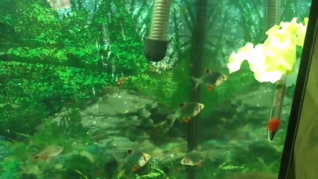 Барбусы едят капусту смотреть онлайн