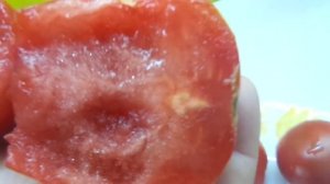 ТОМАТ КЛУША ОПРАВДАЛ МОИ ОЖИДАНИЯ. Ольга Чернова.