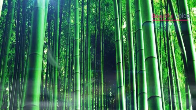 Beautiful Bamboo Flute Music- Rain Sounds,Relaxing Music,Guzheng Music смотреть онлайн