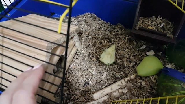 У Элли Ди не стало хомяка Джерри. Соболезнования от Галчата ТВ