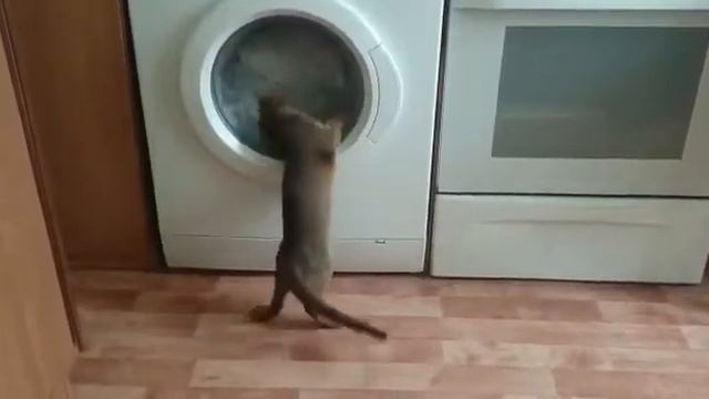 Абиссинская кошка стирает