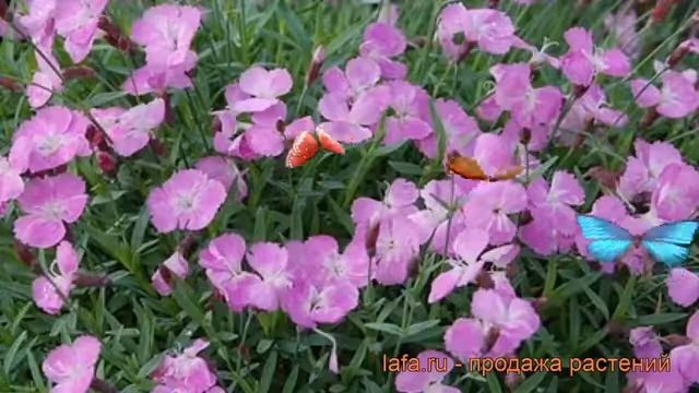 Гвоздика серовато-голубая Роуз Ред ? обзор: как сажать, рассада гвоздики Роуз Ред смотреть онлайн