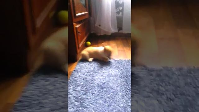 Девочка вельш корги пемброк смотреть онлайн