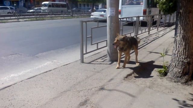 Кто потерял? Крупный кобель на Ленина. смотреть онлайн
