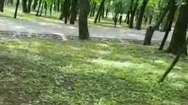 Дятел спасает свое гнездо от белки. смотреть онлайн