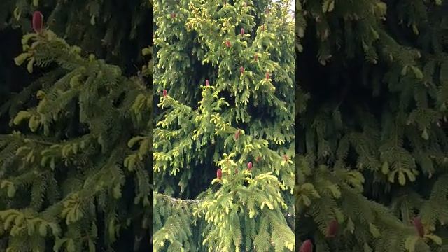 Такого мало кто видел.Цветущая ель. смотреть онлайн