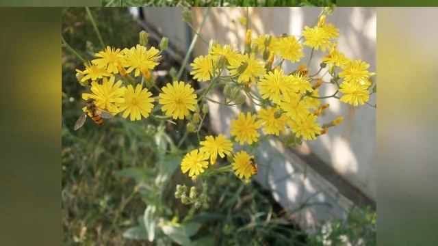 СКЕРДА (CREPIS)