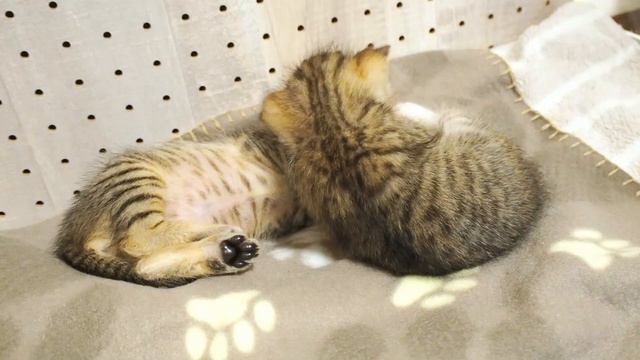子猫の集会を覗いていたらかわいいじゃれ合いが始まった。【赤ちゃん猫】【保護子猫】 смотреть онлайн
