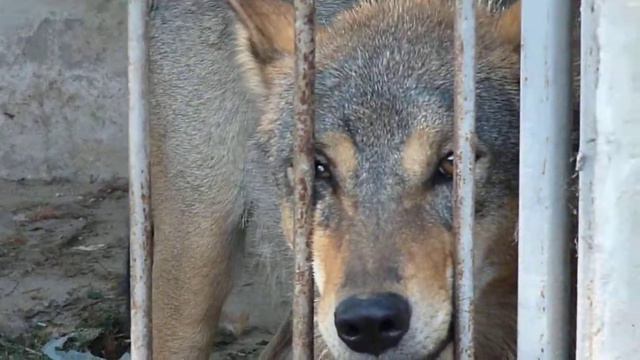 Волк в клетке 1 смотреть онлайн