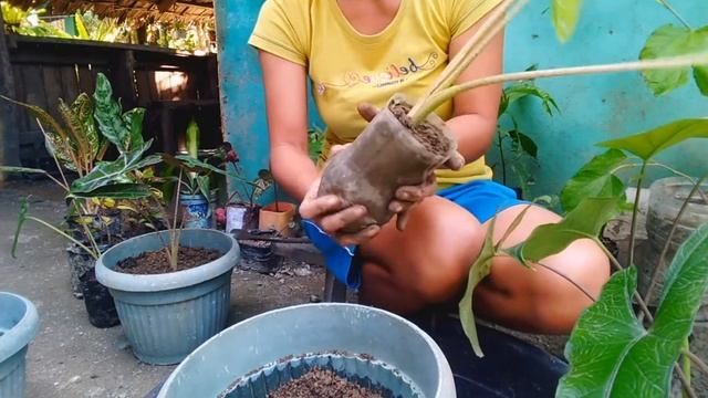 REPOTTING 3 TYPES OF ALOCASIA VARIETIES |Alocasia Portodora|Alocasia Sanderiana|Alocasia Boyceana смотреть онлайн