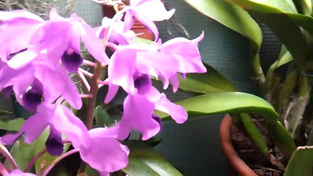 Cattleya Bowringiana & Pot. Chief Sweet Orange