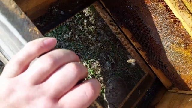 Весенняя ревизия. Чистка доньев. Постановка кормушек. Наша Пасека - 28.03.21 смотреть онлайн