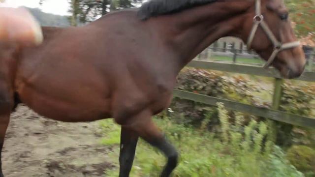 Выездка жеребец 3 года 2 О смотреть онлайн