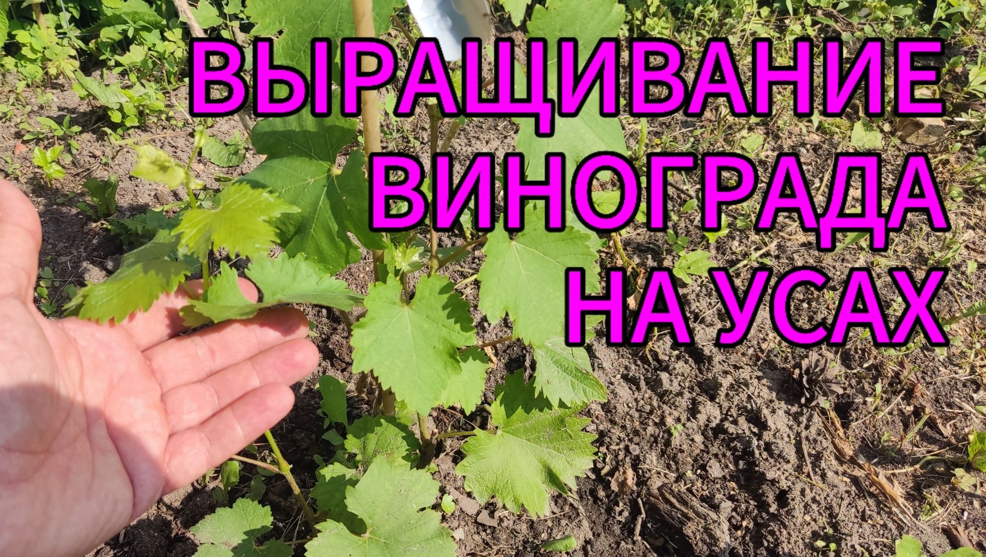 ☝Наконец-то! Я раскрыл секрет волшебных УСОВ для выращивания молодого ВИНОГРАДА 🍇 смотреть онлайн
