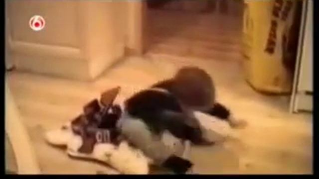 Приколы, Подборка приколов, Funny video, fun animals, best fails смотреть онлайн