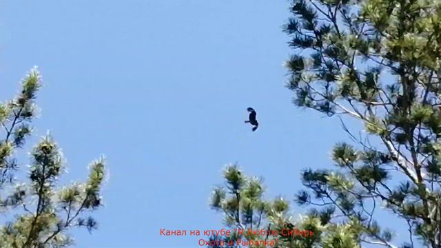 ПРИРОДА ЛЕТО БАБОЧКА КОСУЛЯ смотреть онлайн