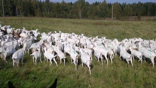 Конь и отара коз. смотреть онлайн