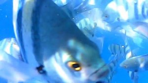 Рехана Роял Бич Резорт & Спа, Египет, Шарм-эль-Шейх. Rehana Royal Beach Resort 5*. Обзор.