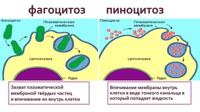 Биология 9 класс. Строение клетки смотреть онлайн