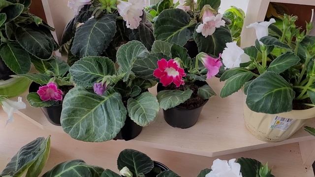 ЦВЕТЕНИЕ ТИДЕЙ ИЗ СЕМЯН СВОЕГО ОПЫЛЕНИЯ . МНОГОЦВЕТЬЕ РАЗНОЦВЕТЬЕ ПОЛНОЕ. ЖЕЛАНЬЯ МНОГО - ЗНАНИЯ НЕ смотреть онлайн