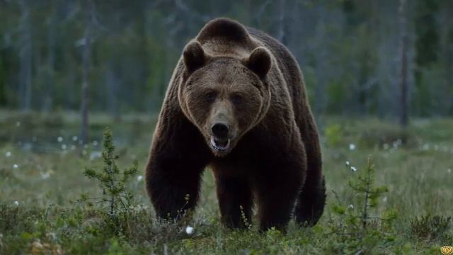Пума против медведя на что способна одна из самых опасных кошек на планете смотреть онлайн