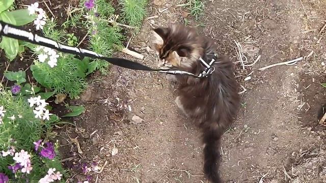 ЛИРИКУМ Тапок котенок мейн-кун первый раз на прогулке