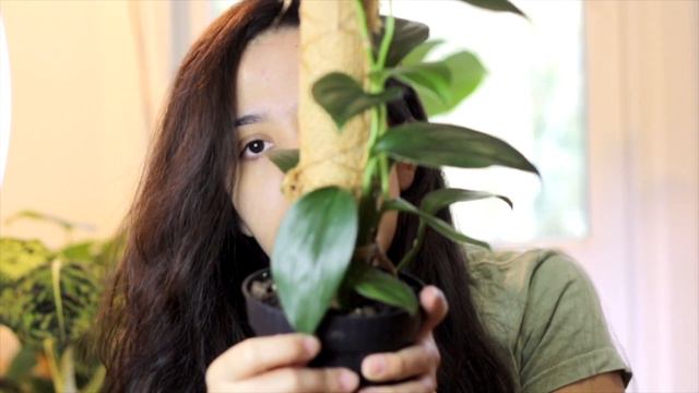 Updates, soil mix, and new Syngonium atritum! #syngoniumatritum смотреть онлайн