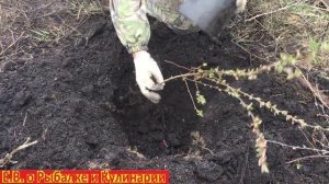 Как посадить войлочную вишню чтоб она прижилась,также покажу уже прижившееся саженцы этой вишни