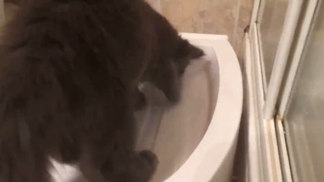 Автоматический туалет для кошек Kopfgescheit KG7010 смотреть онлайн