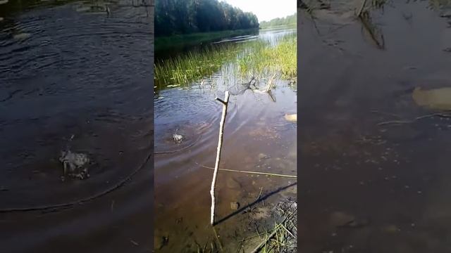 Молога ловля белой рыбы на горох смотреть онлайн