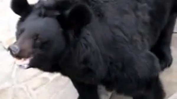 Злой медведь