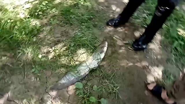 Проверка закидушка на речьке амгунь смотреть онлайн