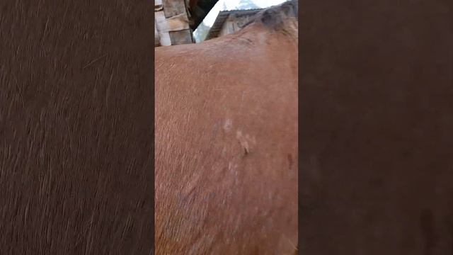 Покупка лошади по соцконтракту