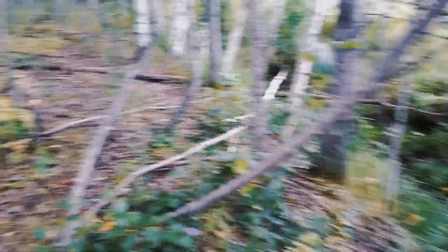 Волочаевка. Поход по грибы. 10.08.2023 смотреть онлайн