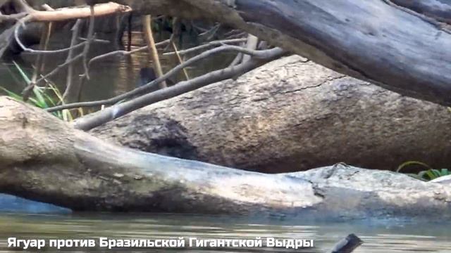 Ягуара Окружили Собаки  Ягуар в Деле