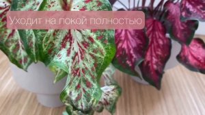 КАЛЛАДИУМ. Уход в домашних условиях, особенности растения